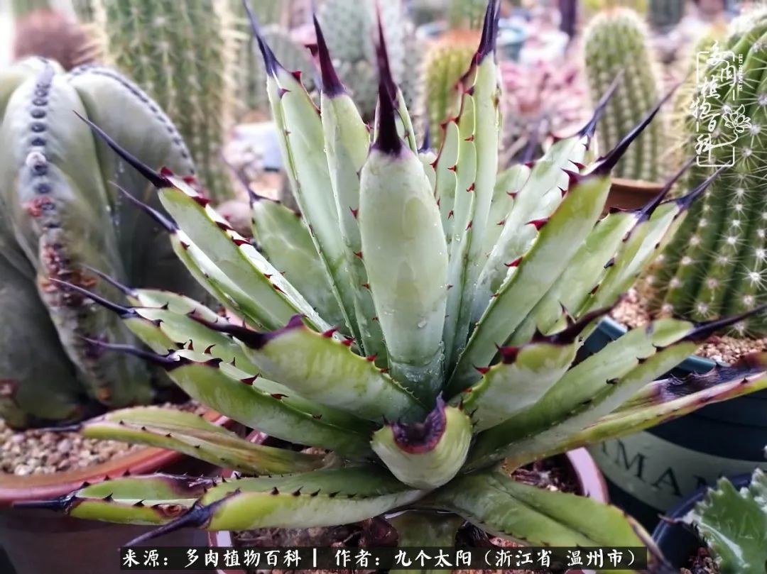 景天、球和龙舌兰，只要是多肉，都喜爱