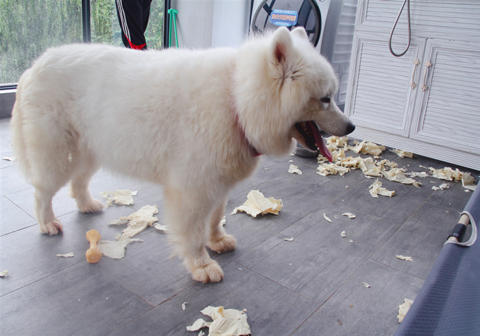 狗狗换牙会掉多少颗牙,狗换牙原来的牙齿没掉怎么办