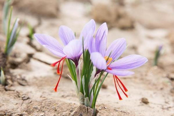 藏红花有开黄色的花吗,藏红花开花特点有哪些图片