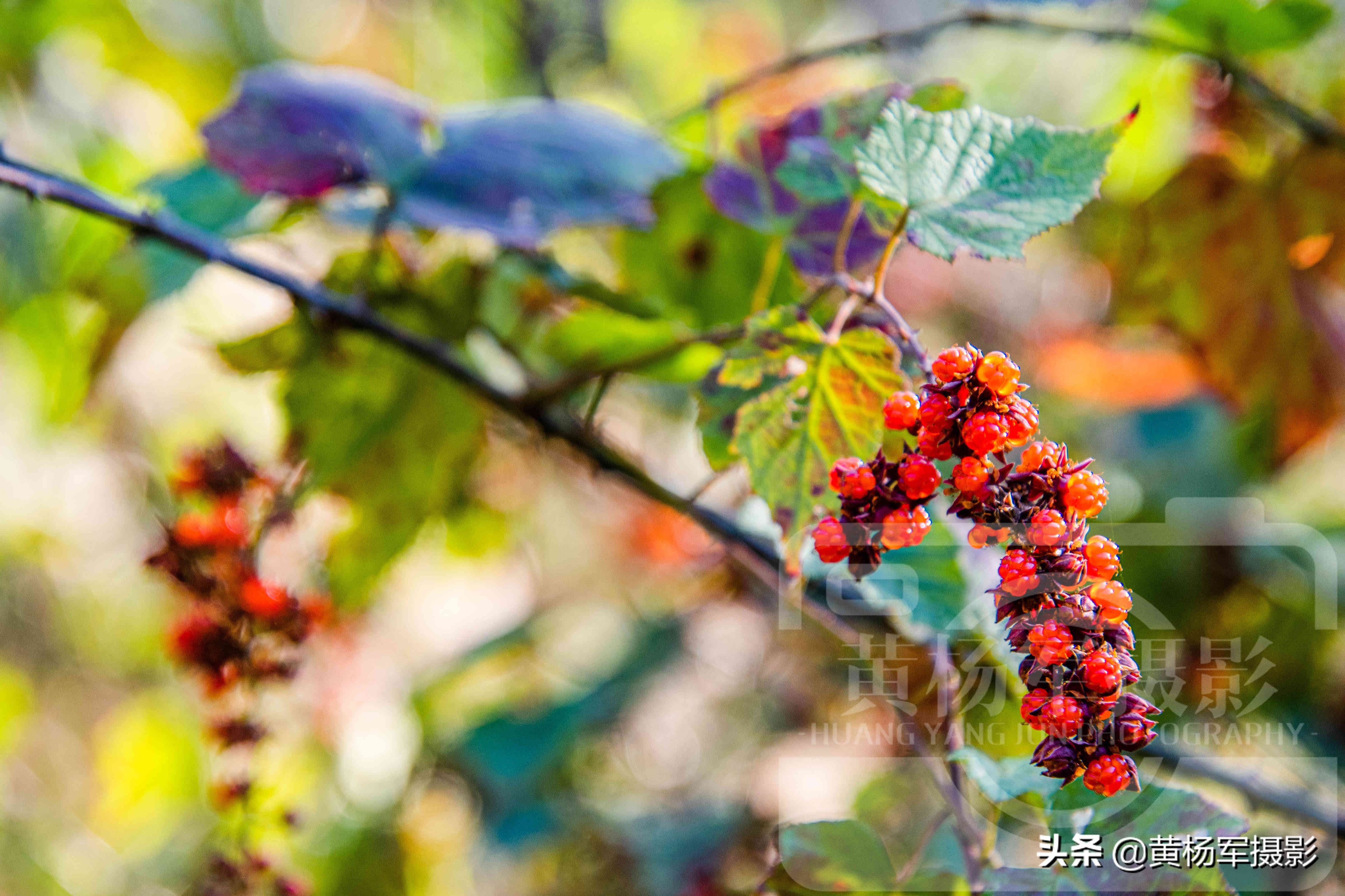 高粱泡黄色野果,高粱泡野果叫什么