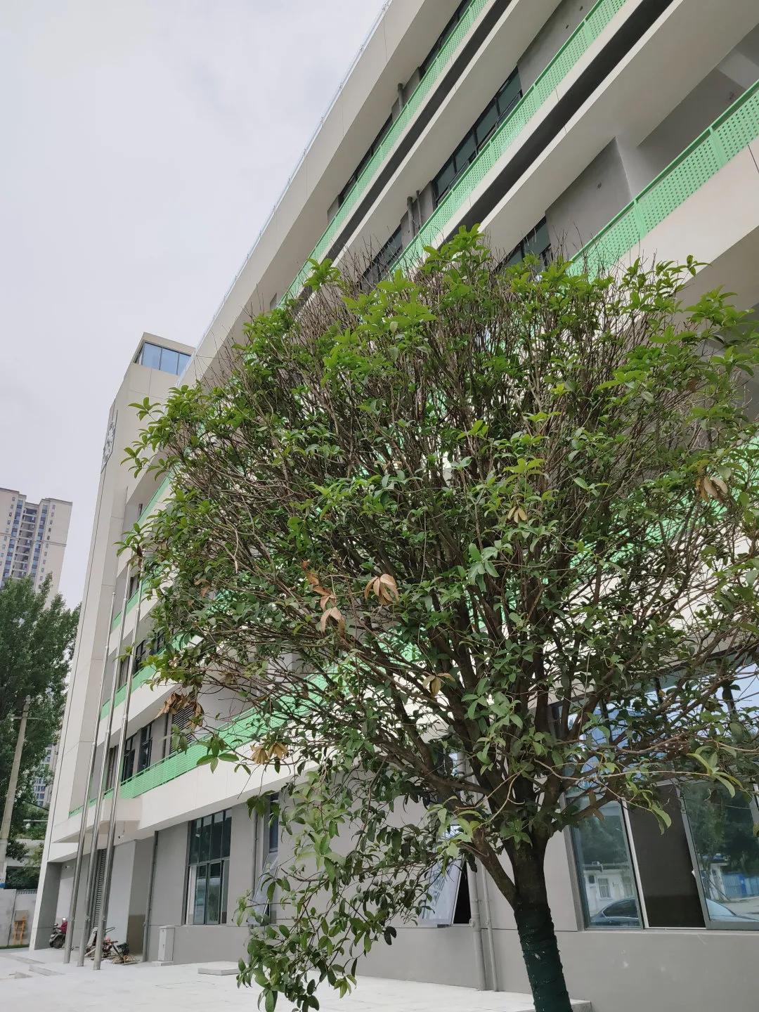 美呆~金牛又一小学校,改扩建完成!