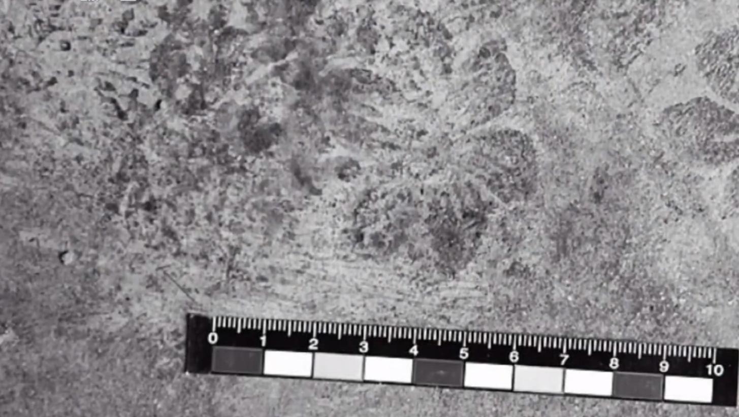 农家少女被杀案例,独居老妇被杀真实案例