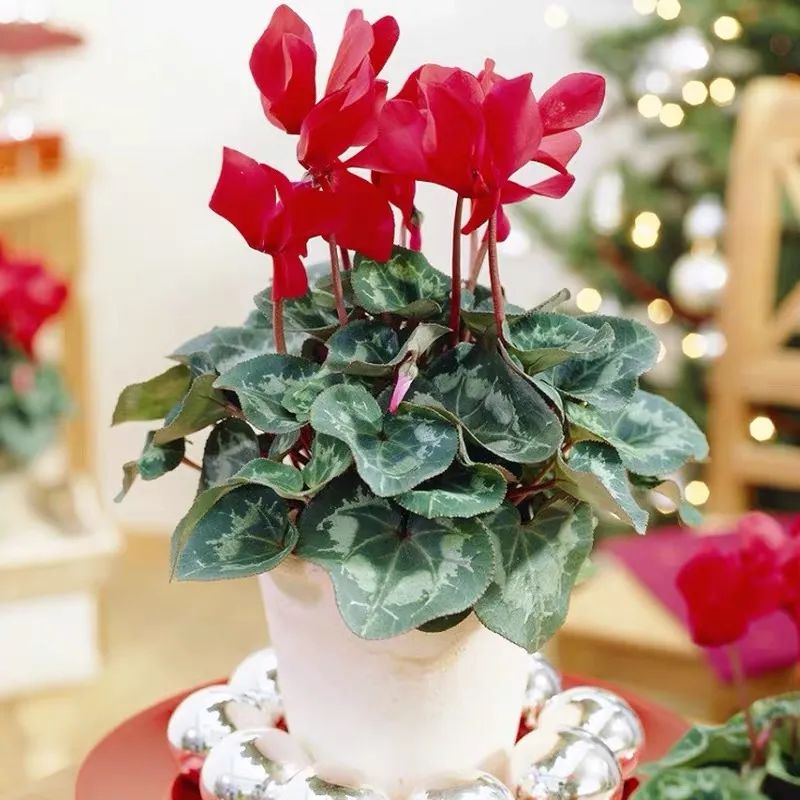 养仙客来注意事项,怎样才能让仙客来叶绿花红