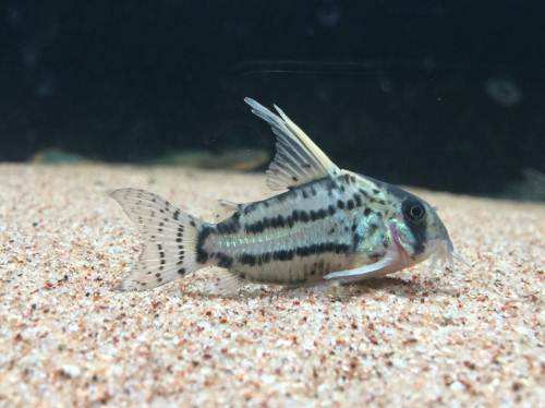 怎么清洗鱼缸底砂和水草泥,清洗鱼缸底部脏东西