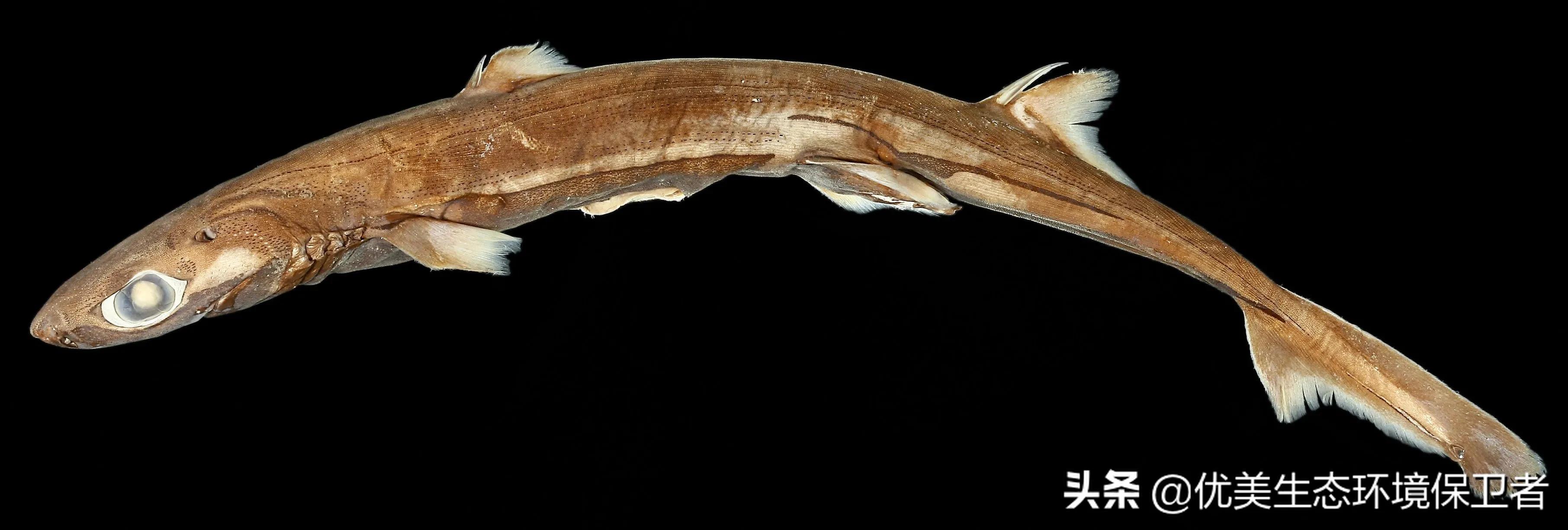 深海里能发光的动物,深海24米的巨型鲨鱼