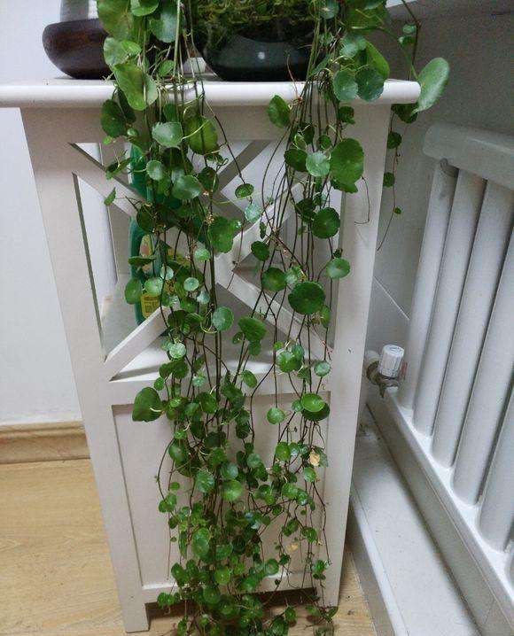 适合懒人养的铜钱草,瀑布过滤养铜钱草