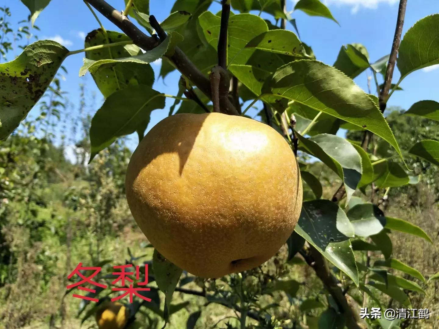 休闲农业盈利模式柱状图,休闲农业十大趋势图