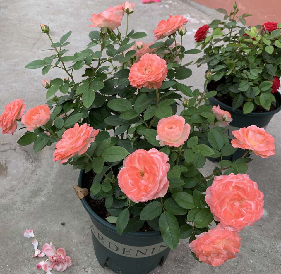 扦插花的快速生根法,哪些花卉可以用扦插的方法插活