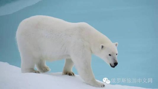 楠勯槼浼肩伀鎶楃柅,涓嶆儳瀵掑啲鎶楃柅