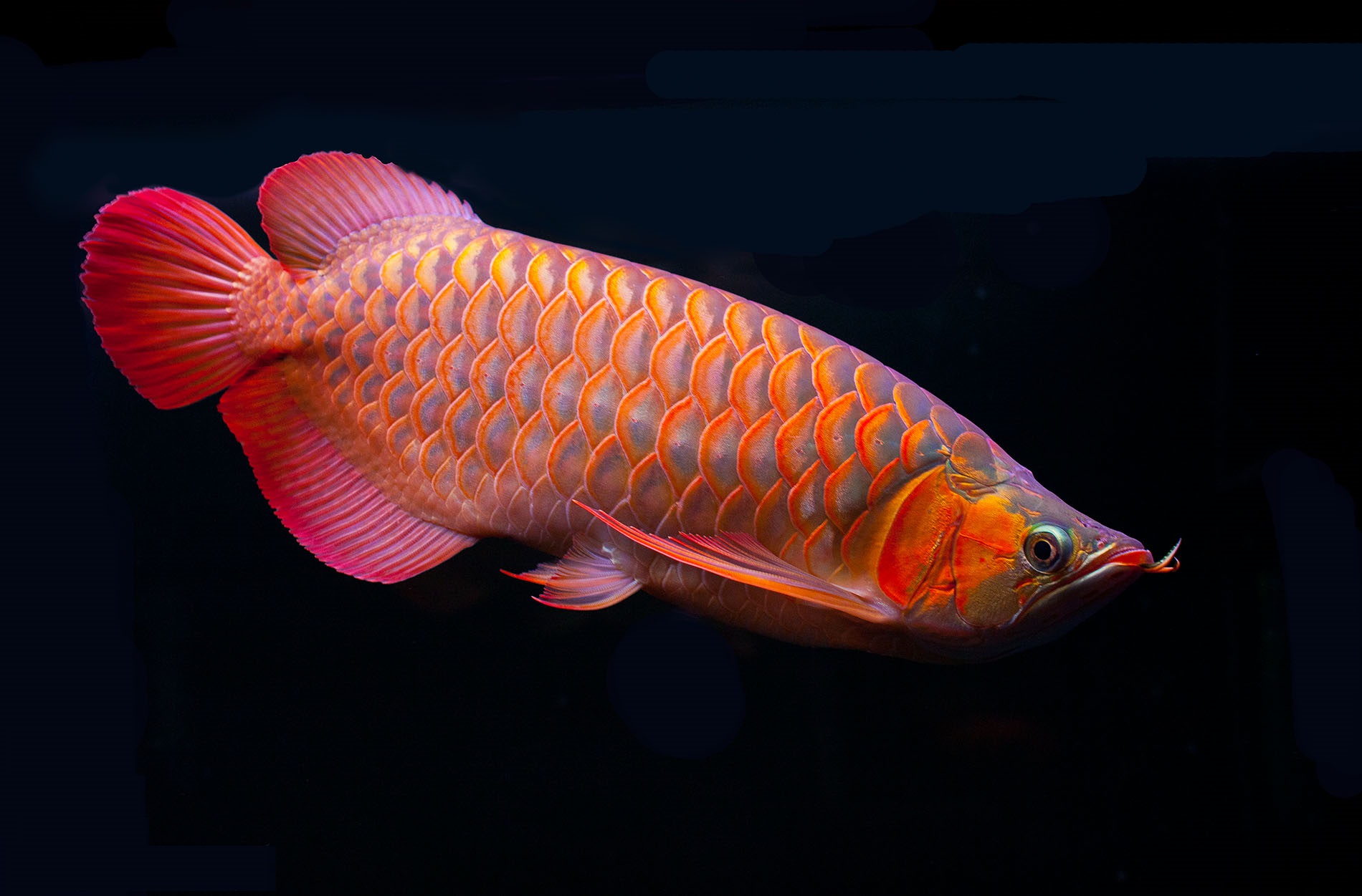 如何防止龙鱼疾病发生,怎么养龙鱼预防生病