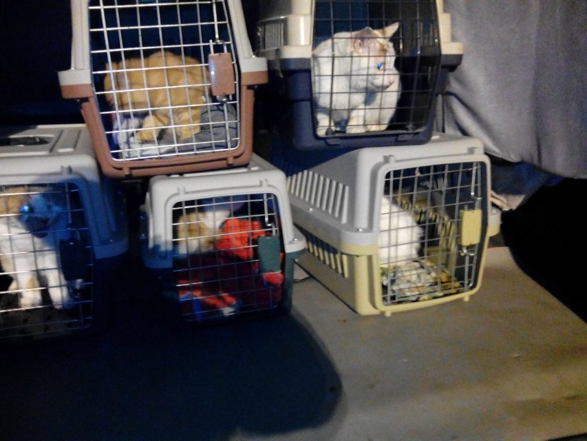 紧急求助猫贩子被猫骗,猫贩子最不想让你知道的几件事