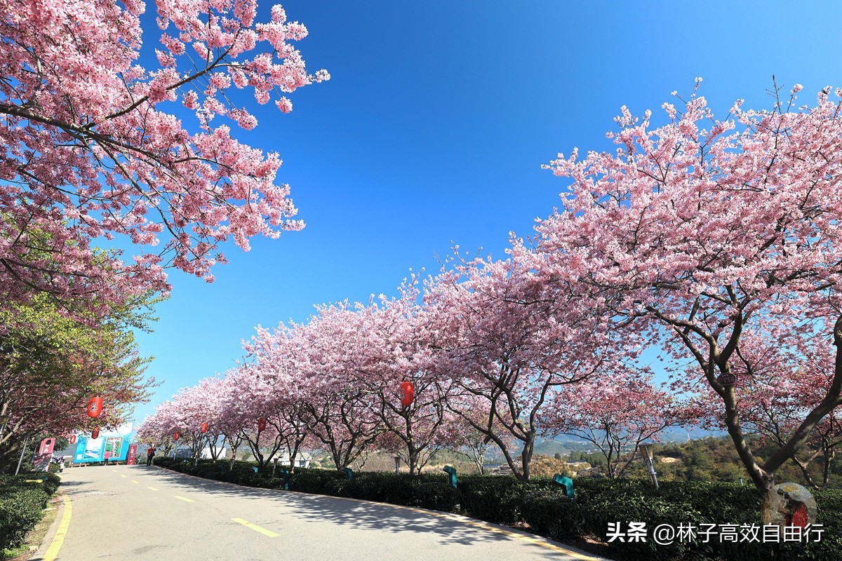 千亩茶山，十里樱花，永福樱花正值颜值巅峰，看完这篇绝不踩坑