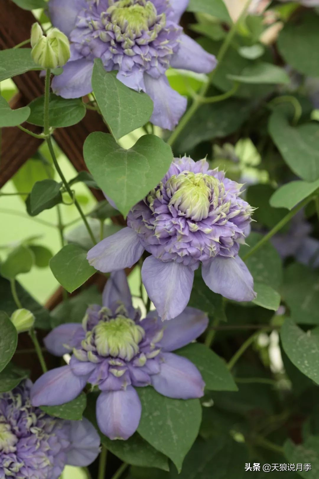 铁线莲折扣,铁线莲哪款值得入手