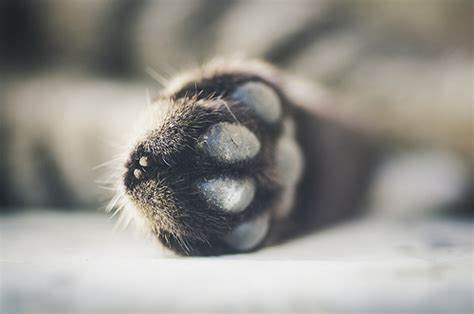 萌萌肉垫会变色，网友直呼可爱，而铲屎官怀疑猫咪生病