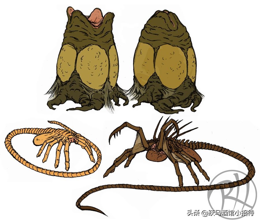 异形抱脸虫交替过程,异形抱脸虫种类