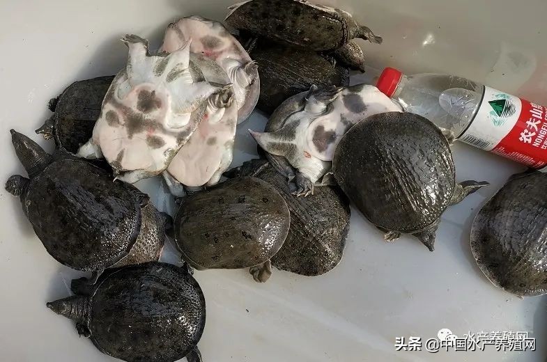 甲鱼养殖致富历程,养殖温室甲鱼赚钱