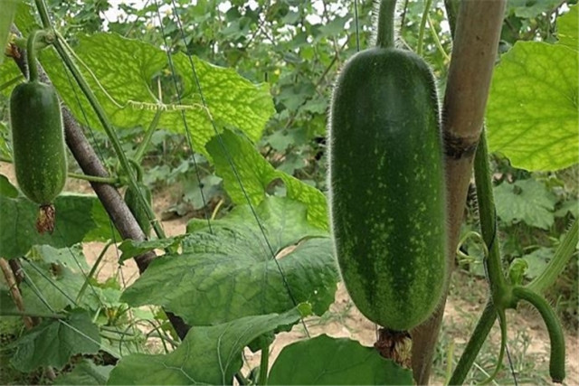 广东节瓜种植搭架技术,广东节瓜什么时候种植最好