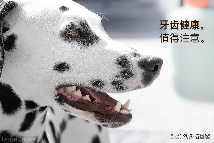 博美犬瘟治疗攻略,宠物常见病药物推荐