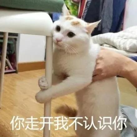 想成为猫医生怎么做,怎么给猫咪剃毛的步骤