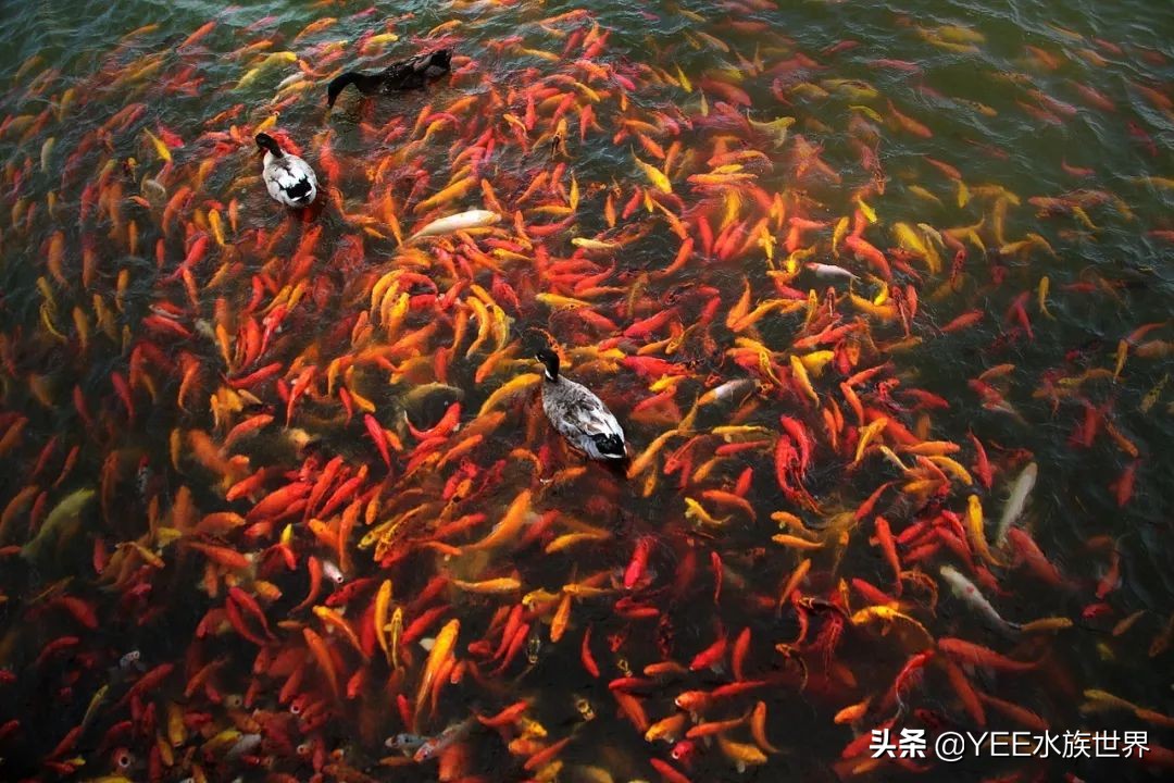 新鱼开口喂什么,新鱼喂活食开口