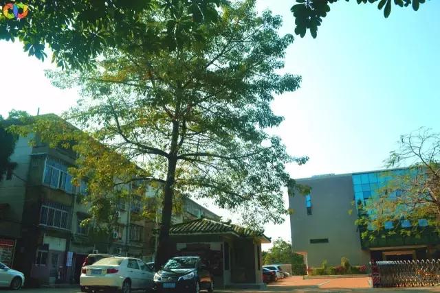 从平安路到桃园路的旧街，独属于老香洲的记忆