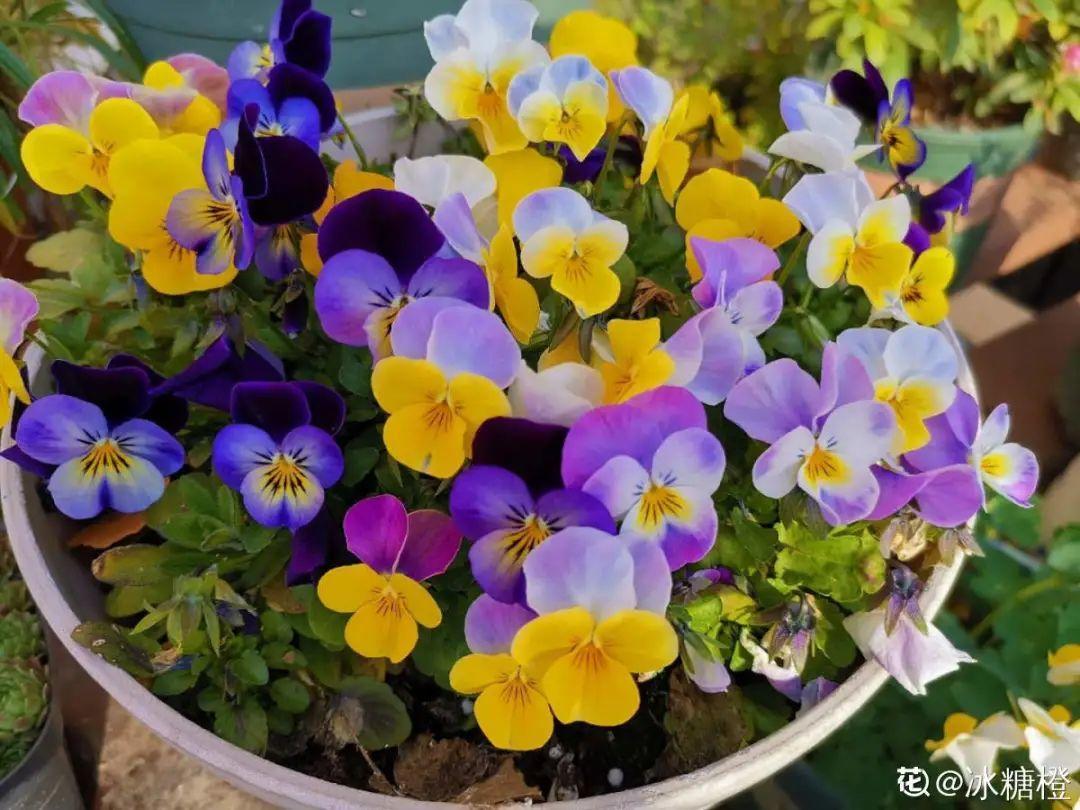 耐寒又好养的香水花,家里可以养法国香水花