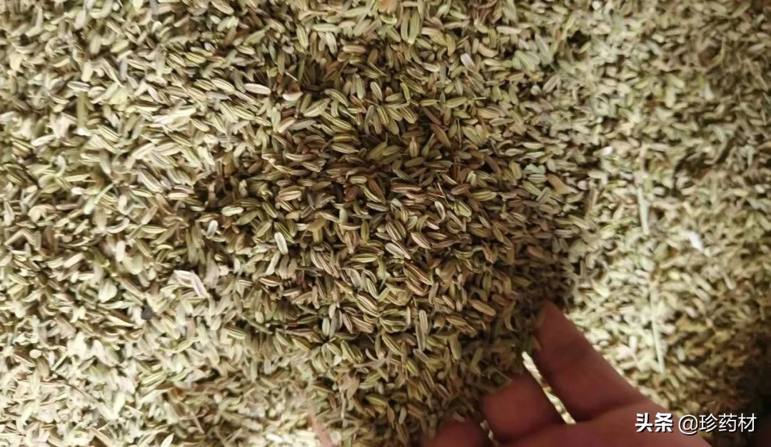 药材市场今日观察第五期,药材市场每日观察二十四期