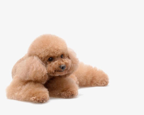 泰迪犬大便稀是怎么了,泰迪犬大便有白色黏液