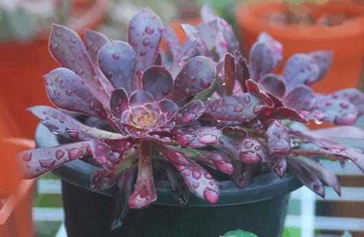 夏天露养的多肉淋到雨水怎么办,阳台露养的多肉淋雨之后要收吗