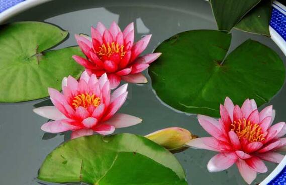 睡莲的水培方法睡莲可以全水养吗,睡莲盆栽种植条件和方法