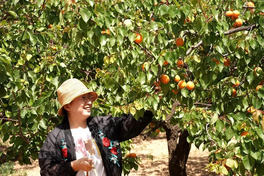 邢台巨鹿红杏迎丰收,巨鹿春意