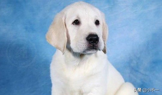 养狗需谨慎，温顺懂事的拉布拉多也有缺点，这几个点宠主要知道