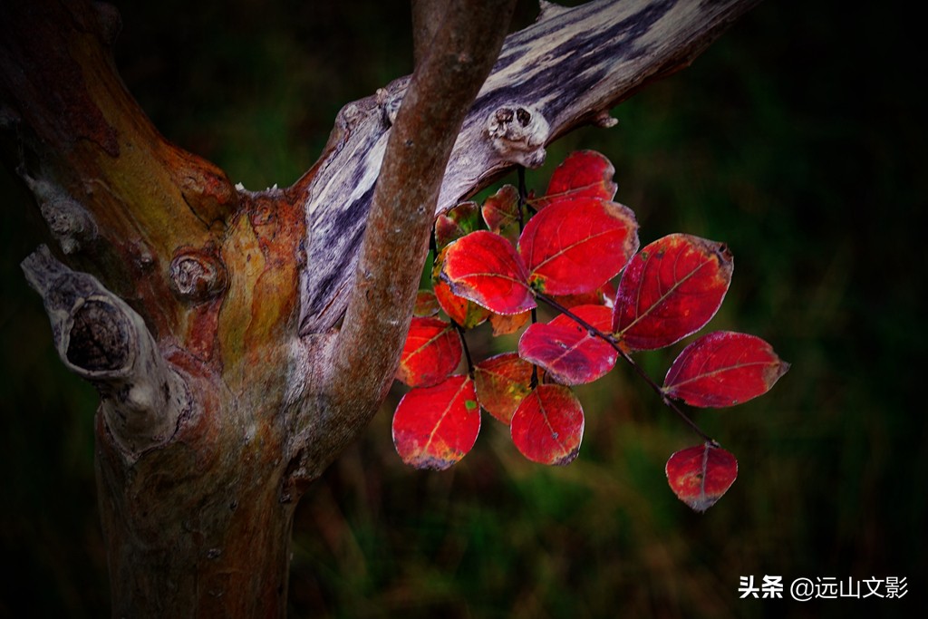 索尼黑卡二怎么拍,索尼黑卡2大光圈拍视频