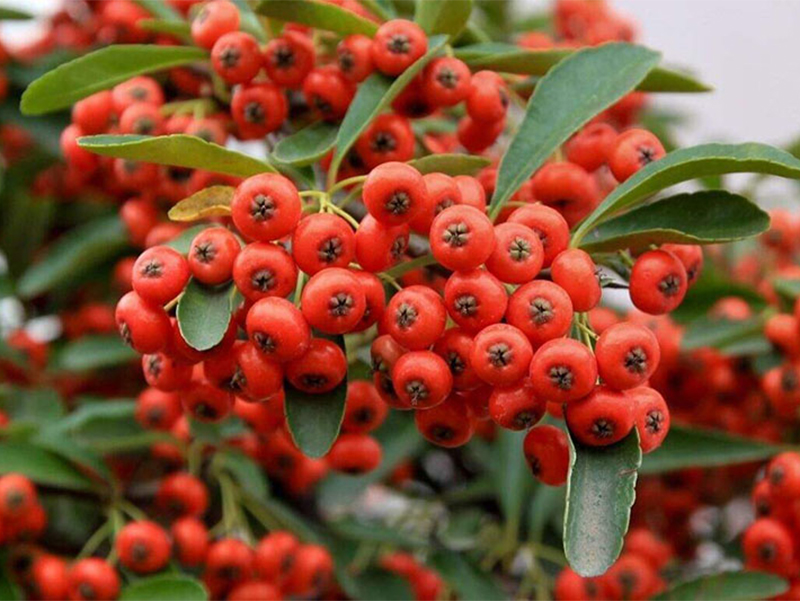 火棘种植方法和时间,火棘种植教程