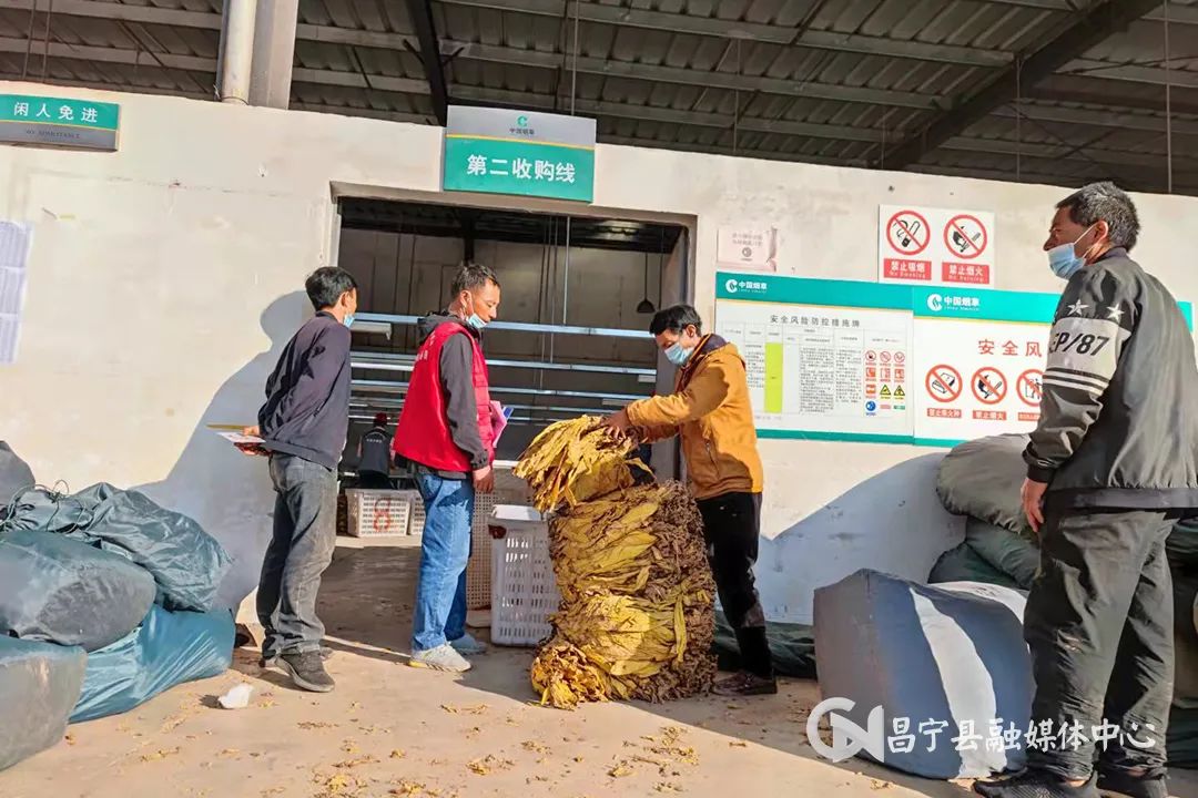 太平庄镇烤烟获丰收烟农赶烤忙 (今年烤烟开秤收购价)