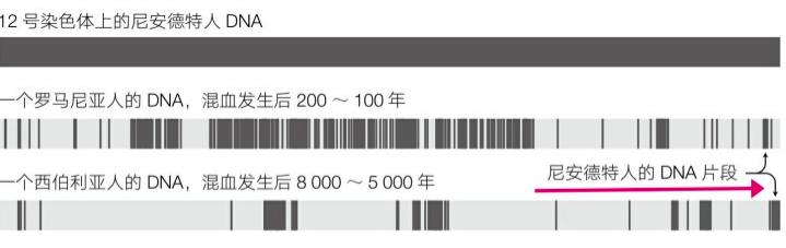 东亚人为什么有尼安德特人基因,尼安德特人和智人的混血