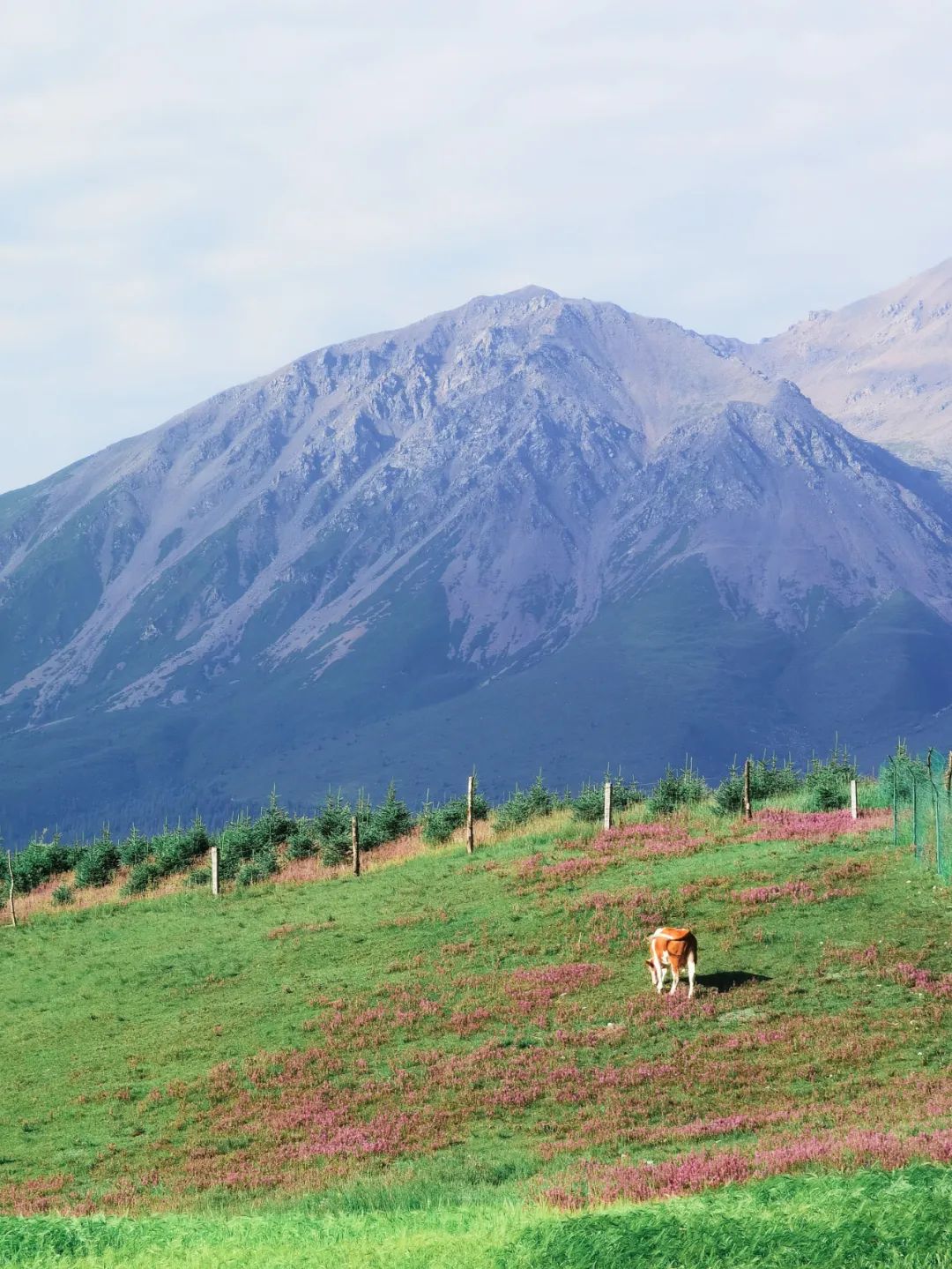 手机外置长焦拍摄效果,外出拍摄相机推荐
