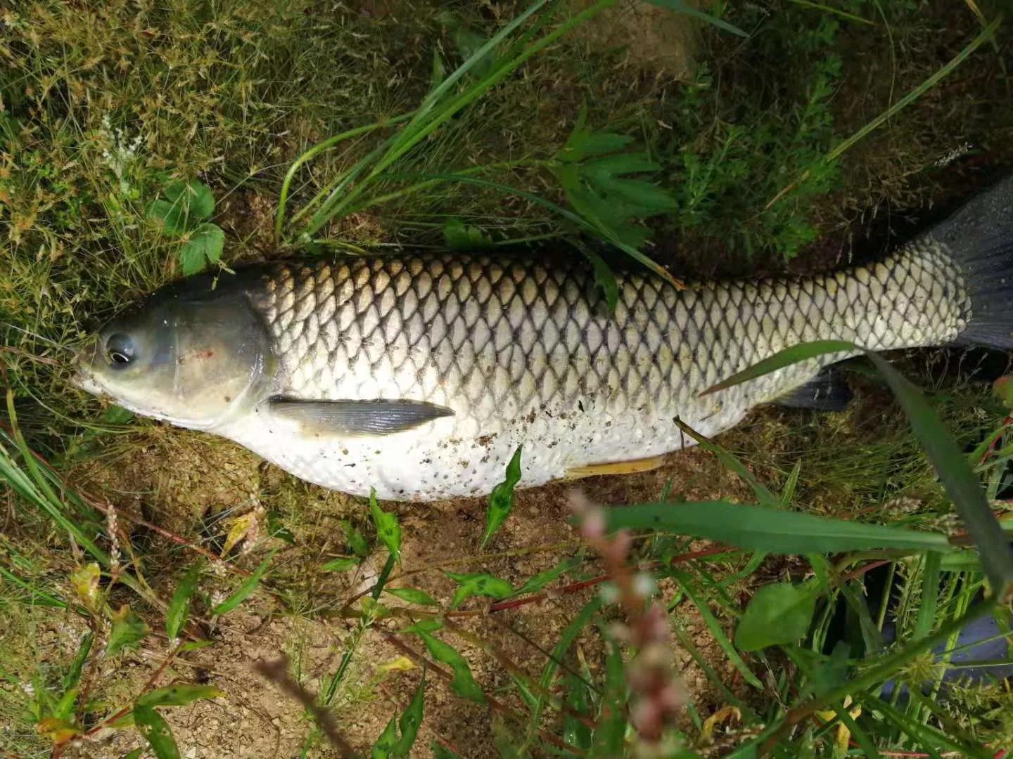 垂钓草鱼的三大要领必须牢记,草鱼垂钓技巧讲解