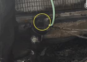 狗贩给狗狗灌水,狗贩给狗灌水