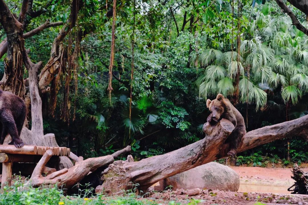 广州长隆最省钱玩法,最实惠广州长隆攻略
