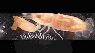 承受500度高温的虾,可以忍受几百度高温的虾