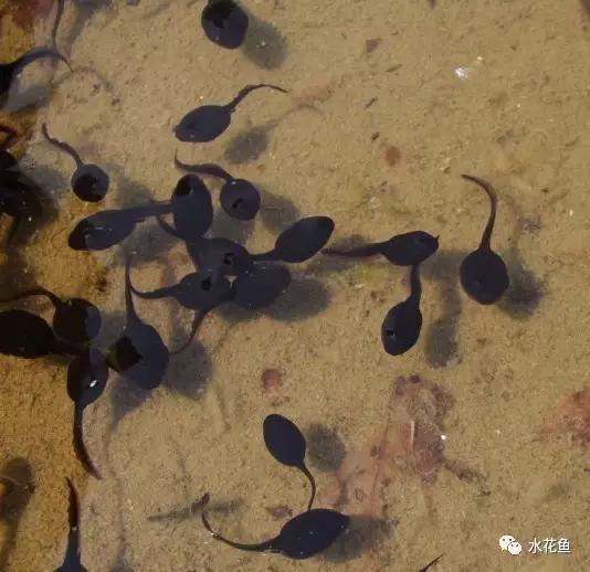 鱼苗消毒和病虫防治,水花鱼苗气泡病发病原因