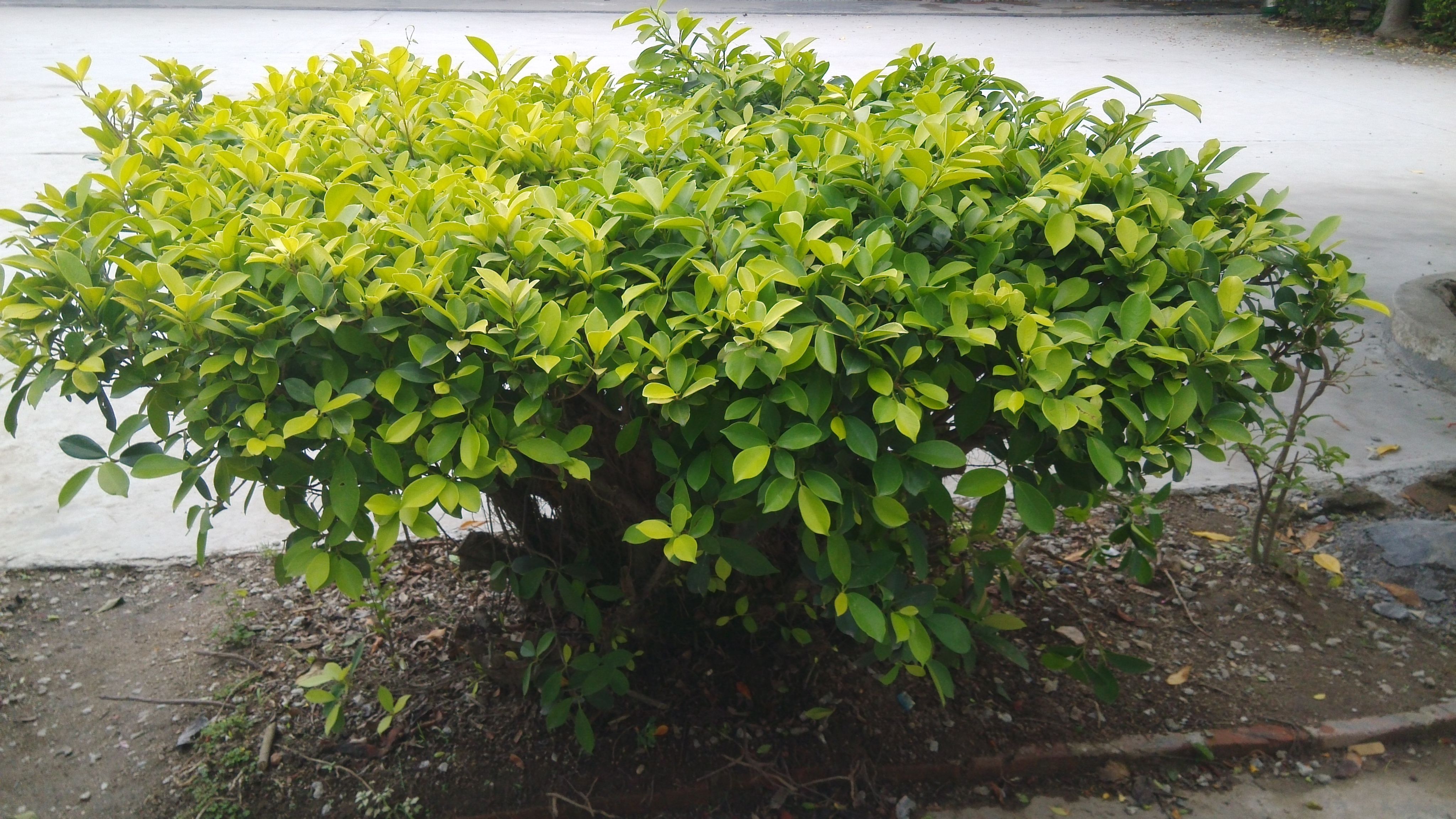 海岛龙船花室内养护,龙船花绿植盆栽怎么养