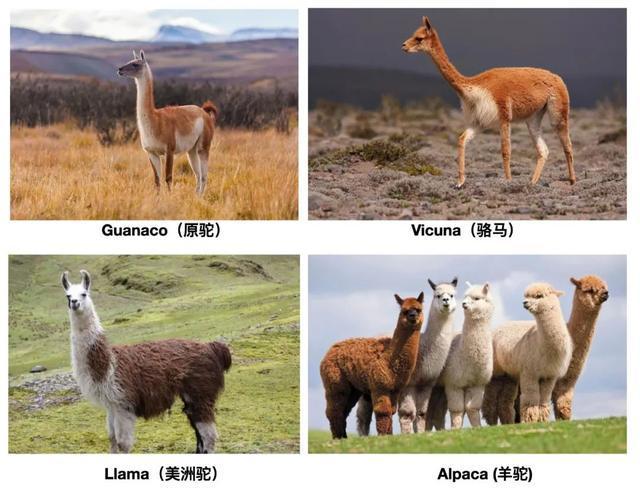 神兽羊驼有多厉害,为什么羊驼被称为十大神兽之一