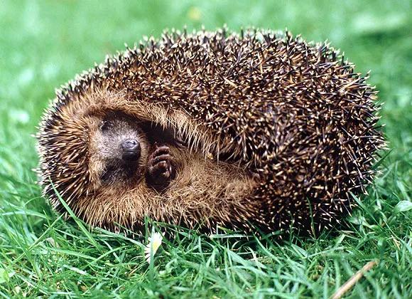 捡的刺猬为什么不能带回家,刺猬能随便捡回家吗