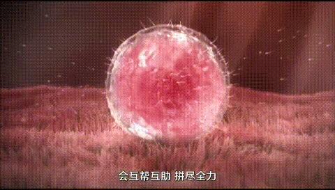 人类首次拍到卵细胞,精子和卵子结合为什么闪光