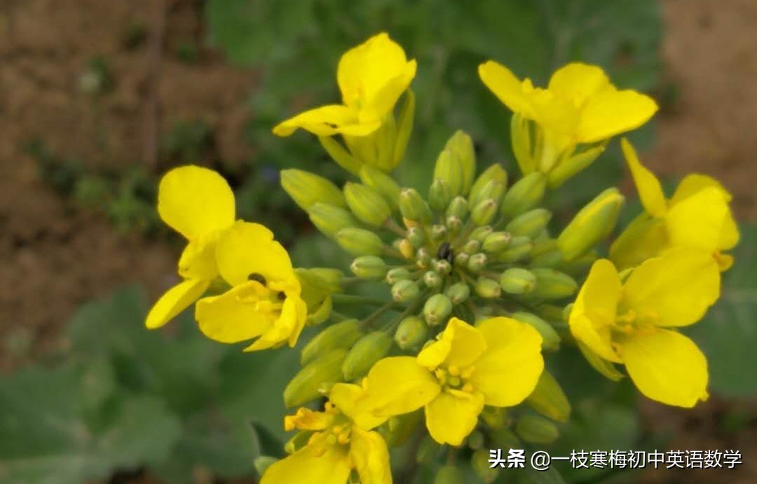 八年级上册英语第四单元grammar,侃侃英语八年级上册第6至10单元