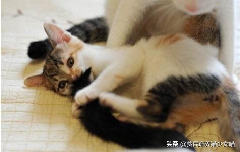 拽猫尾巴拉稀多久能好,拉猫尾巴会导致拉稀吗