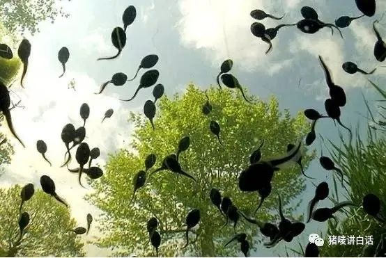 钦州童年回忆,钦州农村人童年的回忆