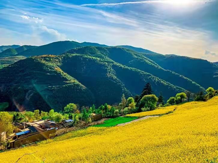 武山县油菜花旅游打卡地,天水武山滩歌油菜花海掠影